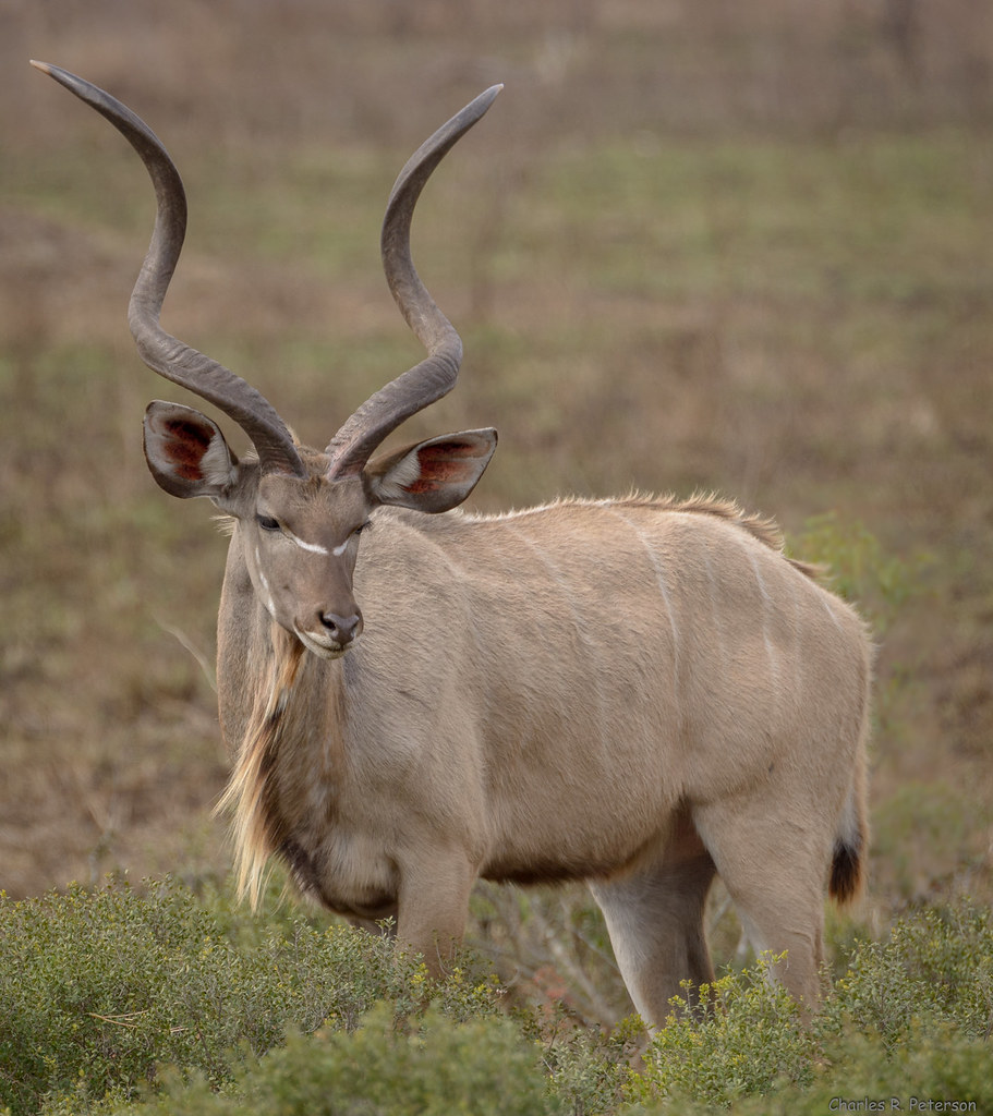 Beginner's Guide to Hunting in South Africa