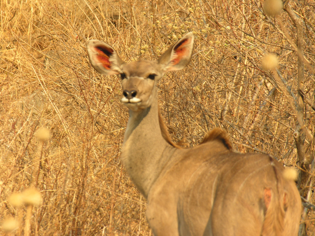Best All-Round Calibers for Mixed Plains Game Hunts