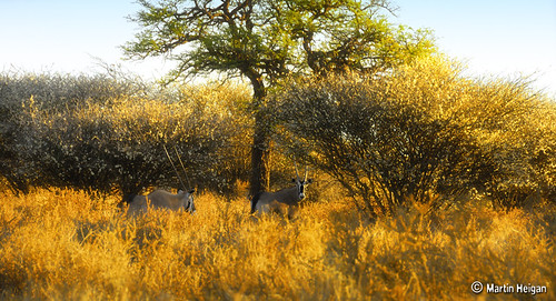 Best Time to Hunt Gemsbok in the Kalahari