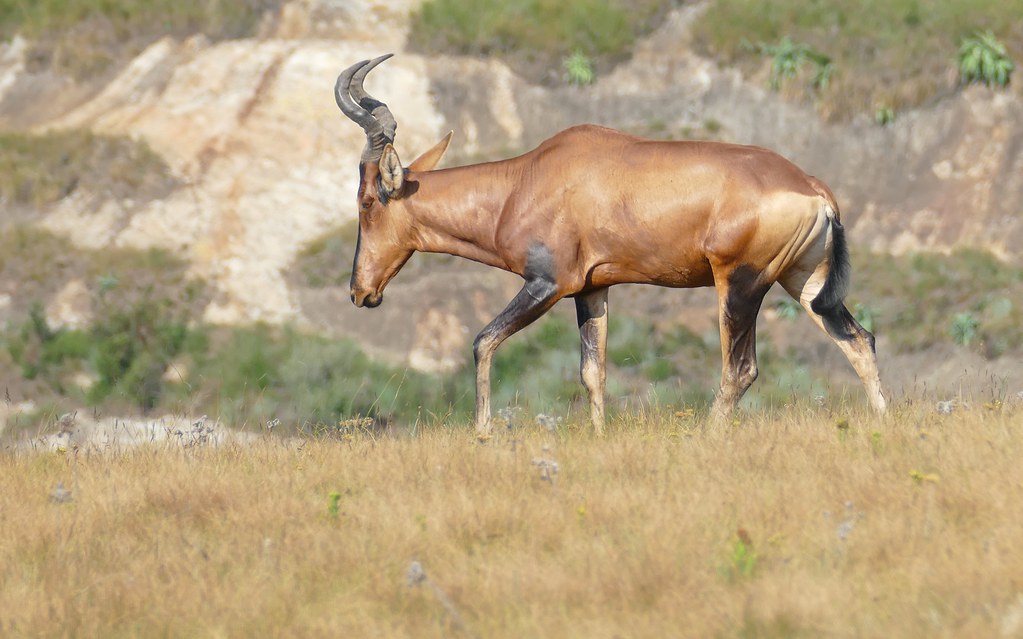 Expert Guide to Red Hartebeest Hunting in Free State