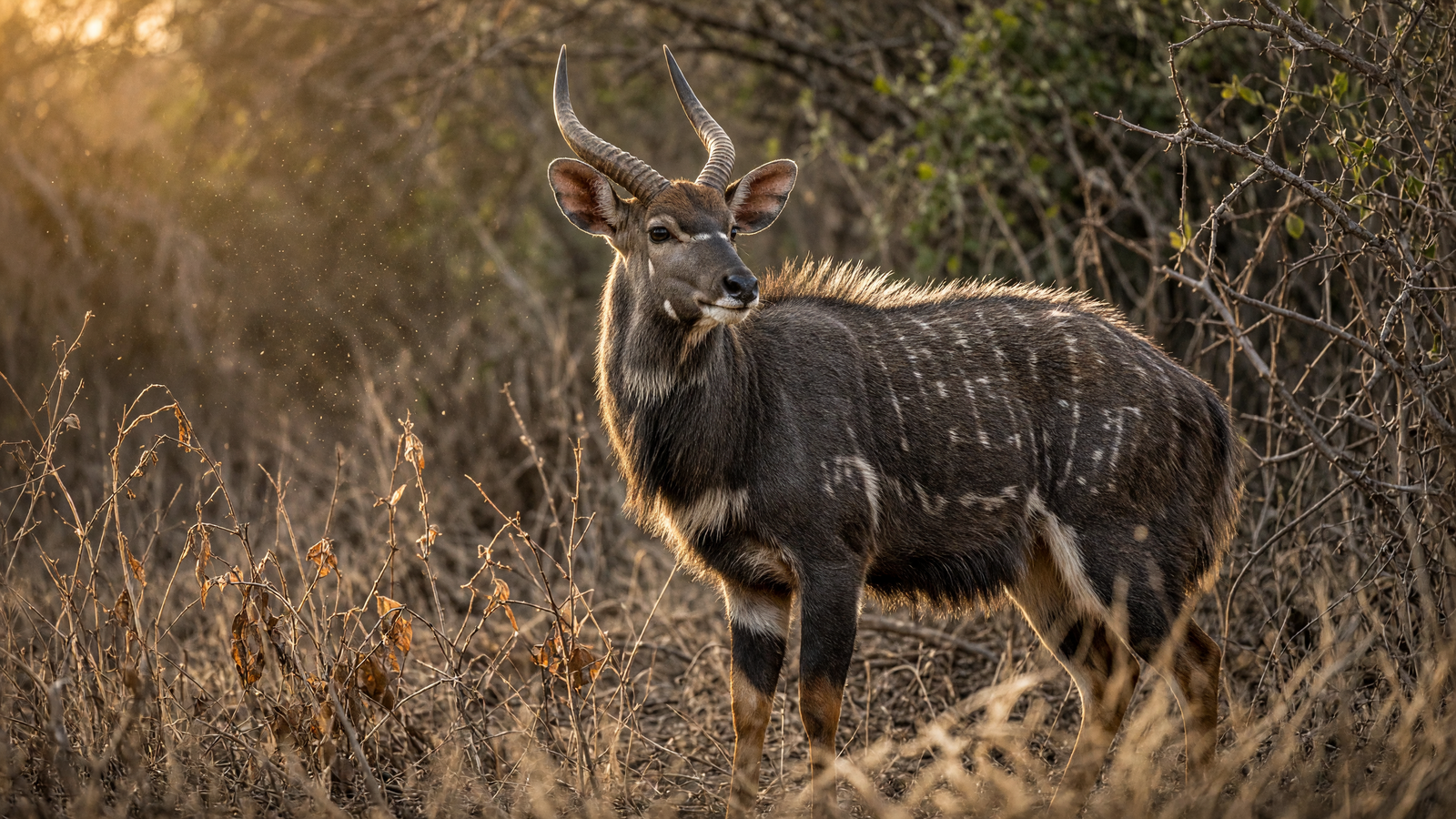 Expert Nyala Trophy Hunting Tips in KwaZulu-Natal