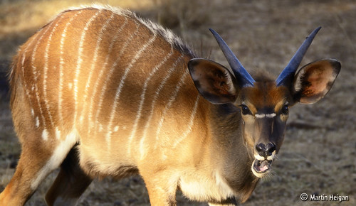 Conseils d'experts pour la chasse au trophée Nyala au KwaZulu-Natal