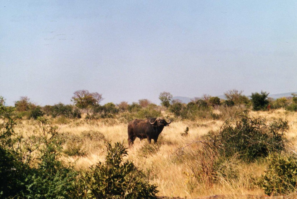 First Dangerous Game Hunt: Avoid These Safety Errors