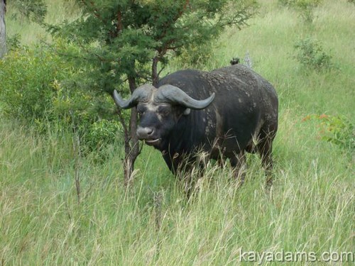Fly into Livingstone for Your Zambia Buffalo Hunt