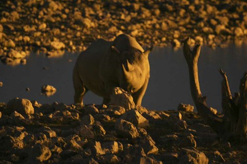 How Hunting Saves Rhinos in Namibia
