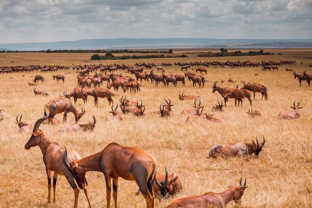How to Judge a Trophy Tsessebe on the Hoof