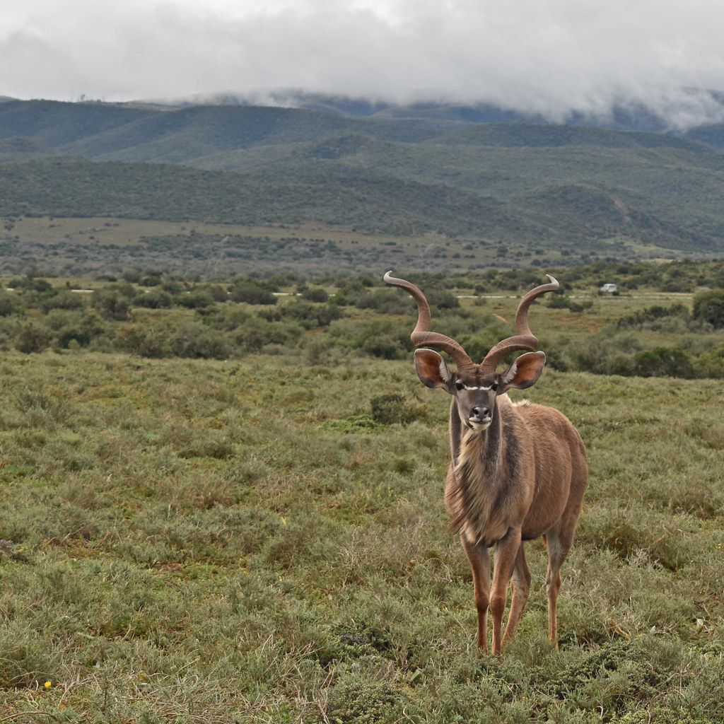 How to Prepare for a Plains Game Safari in Eastern Cape