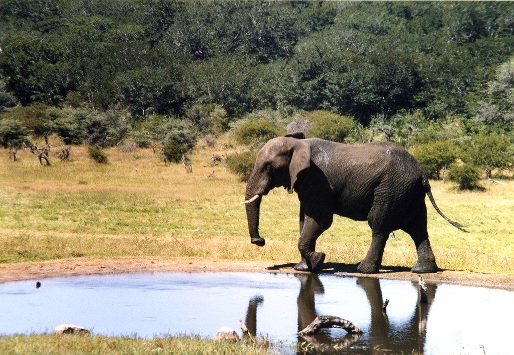 Hunting's Vital Role in Zimbabwe Elephant Management