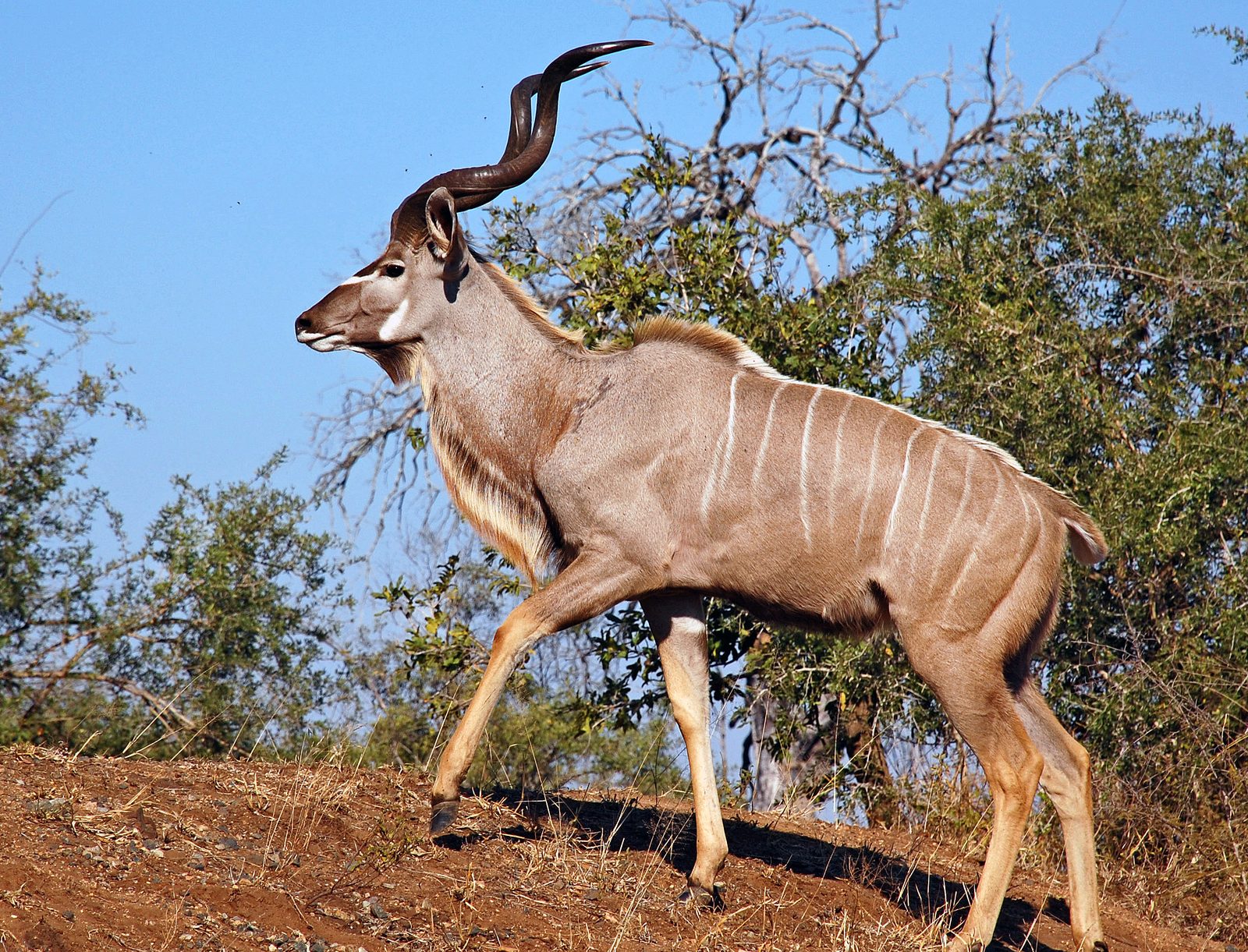 Kudu Hunting Tips for Limpopo Bushveld Success