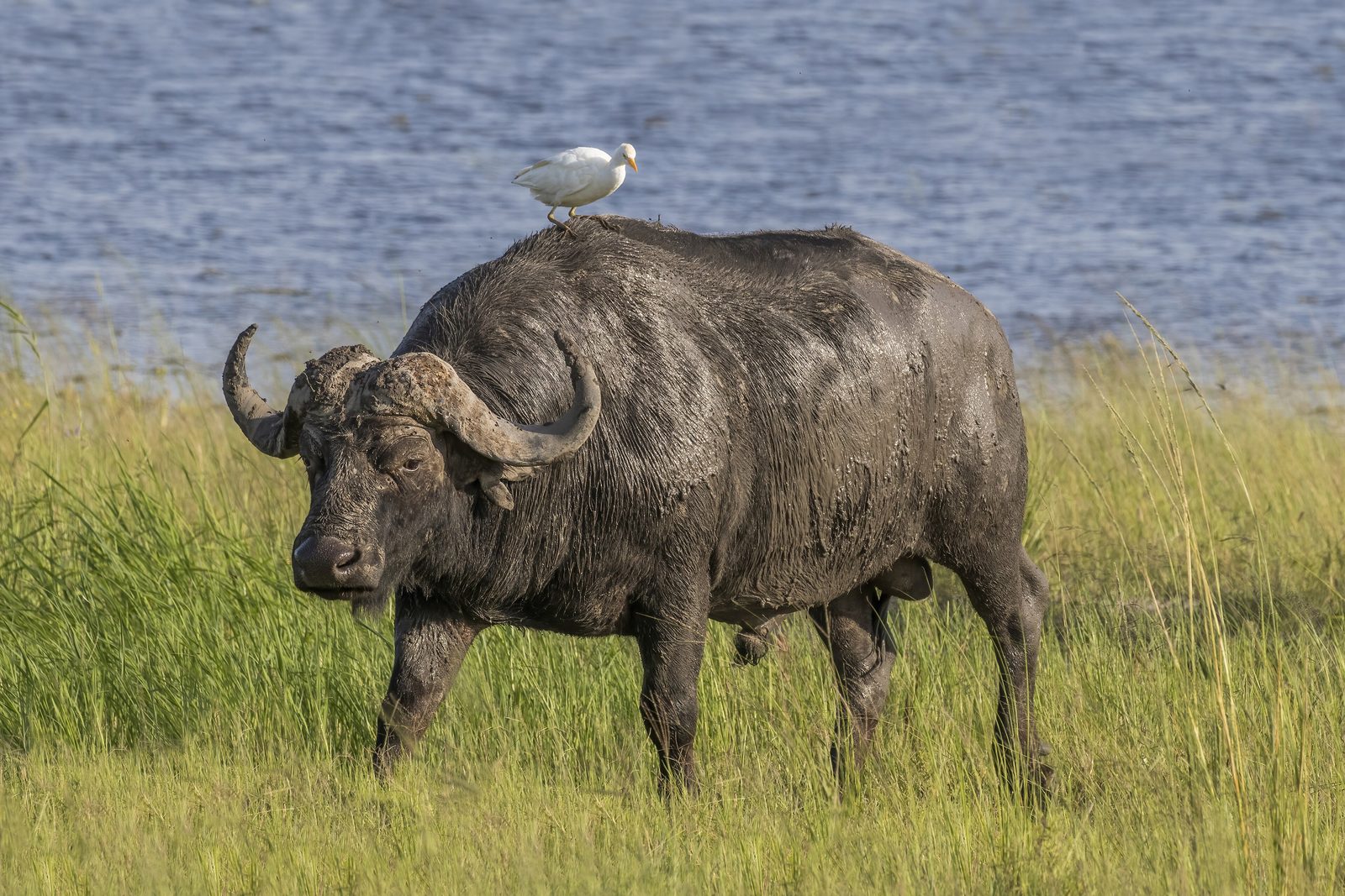 Luangwa Valley Buffalo Hunting Guide: Zambia Safari