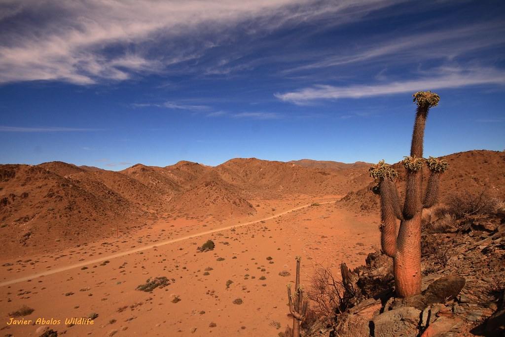 Master Springbok Stalking Techniques in the Karoo