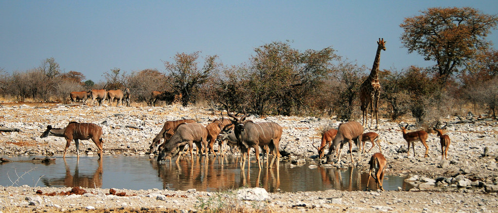 Mastering the Eland Stalk on Namibia's Open Plains