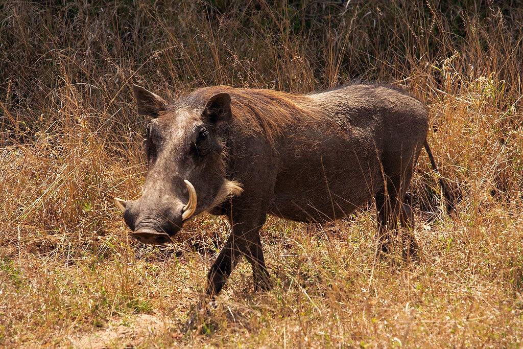 Mastering Warthog Hunts in SA Bushveld