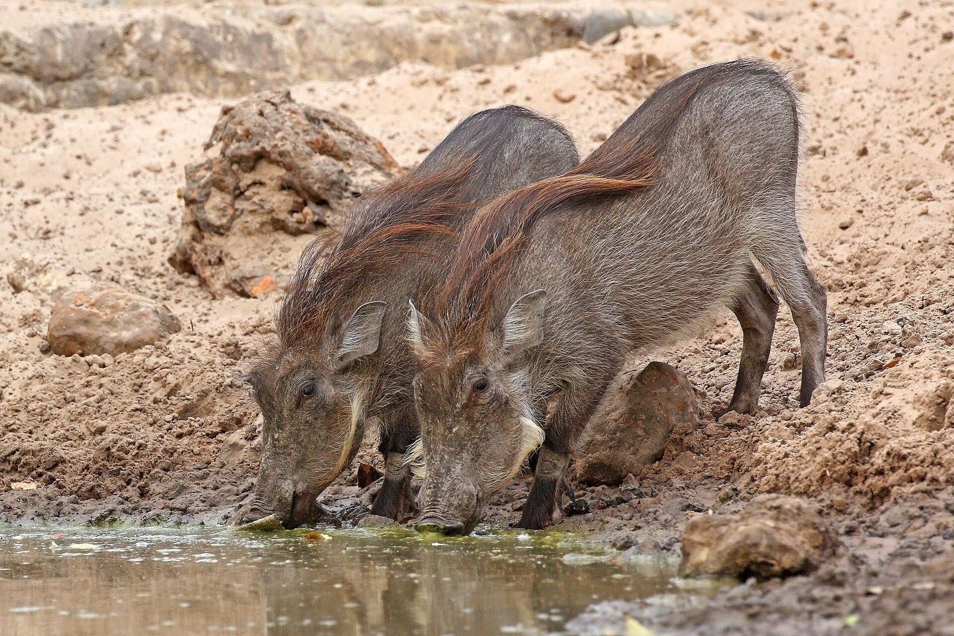 Summer Waterhole Tactics for Bowhunting Warthogs