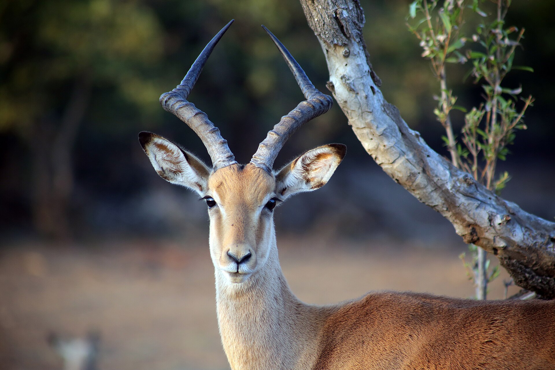Terrain Ambush Secrets for Impala Hunting Success