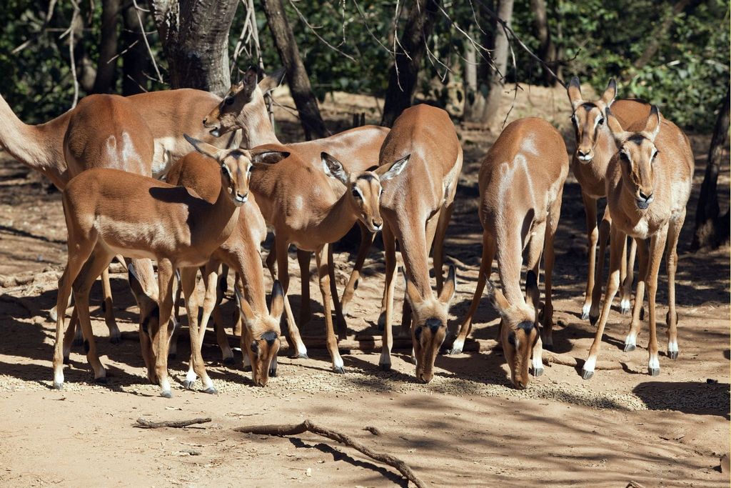 Understanding Animal Behavior Patterns