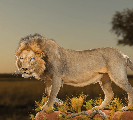 Life-Form Taxidermy — White River, South Africa (also Mozambique imports)