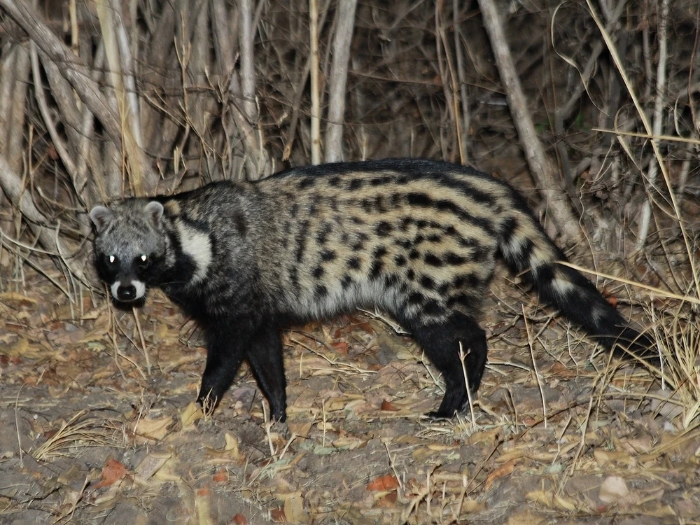 Photo of African Civet