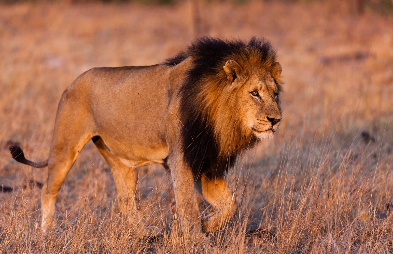 Photo of African Lion