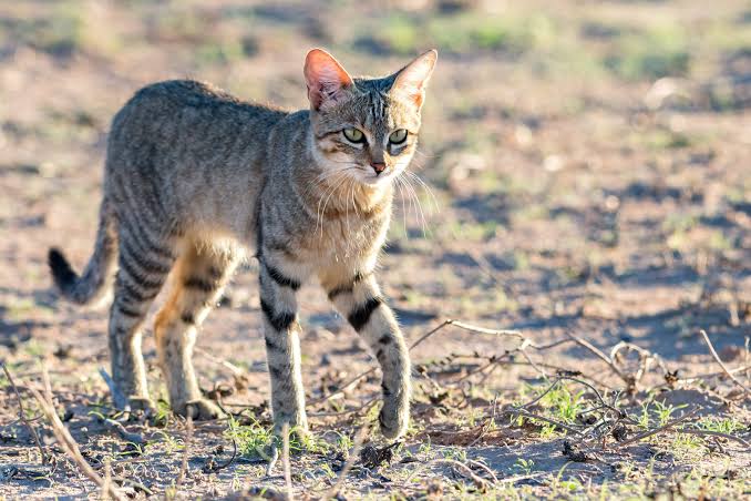 Photo of African Wildcat