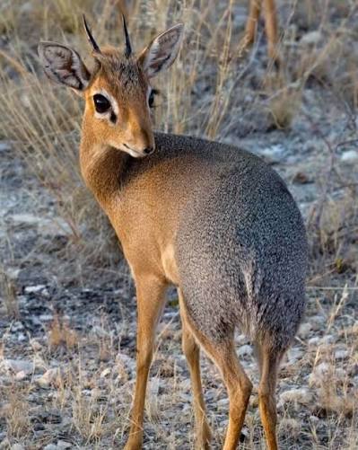 Photo of Bay Duiker