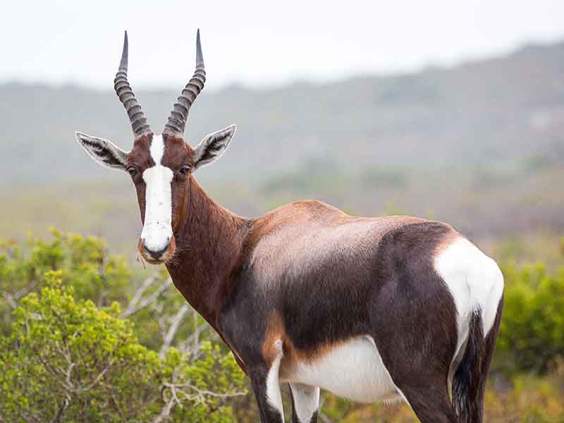 Foto af Bontebok