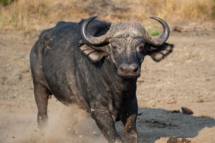 Photo of Cape Buffalo