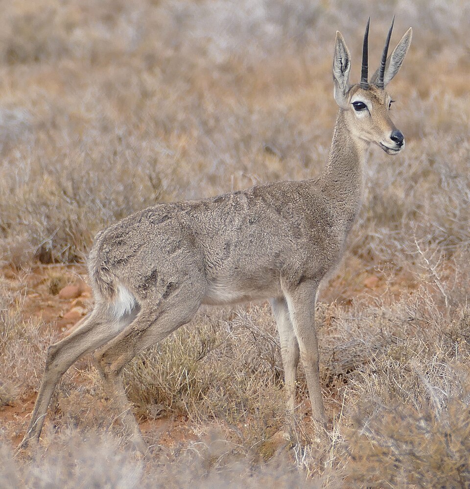 Photo of Grey Rhebok