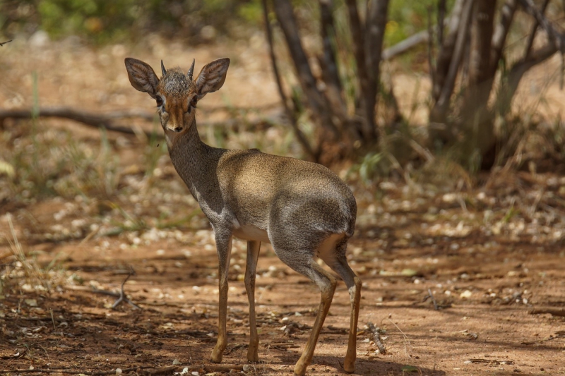 Guenther's Dik-Dik Hunting