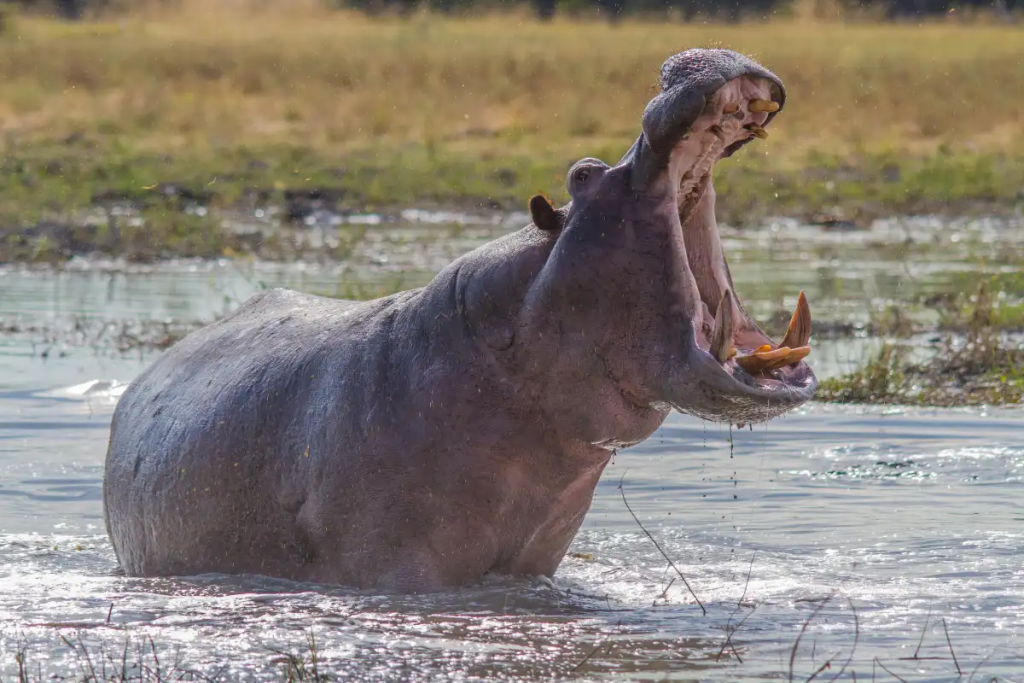 Photo of Hippopotamus