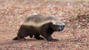Photo de Ratel