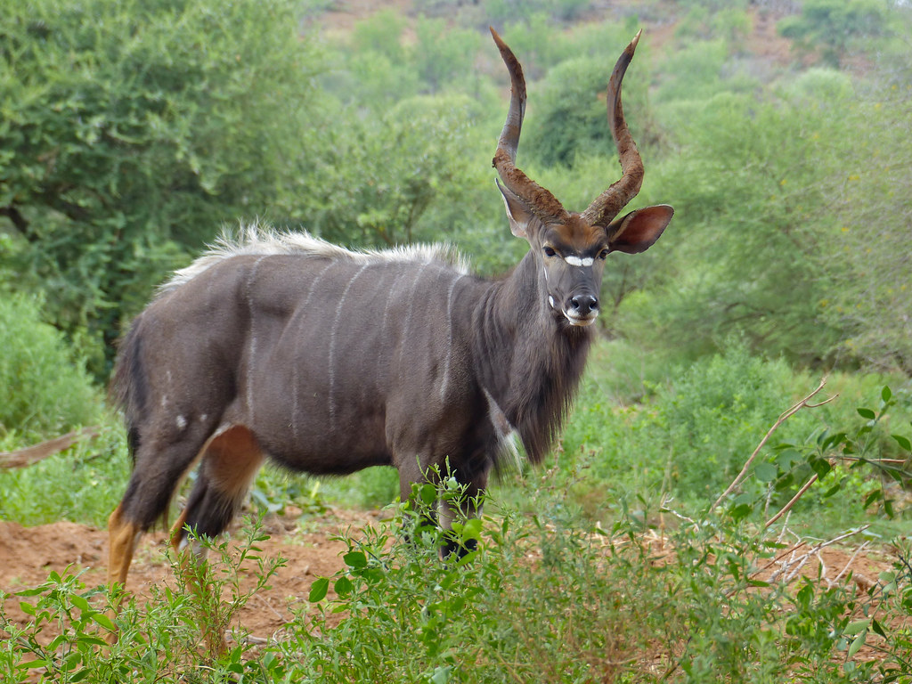 Foto di Nyala