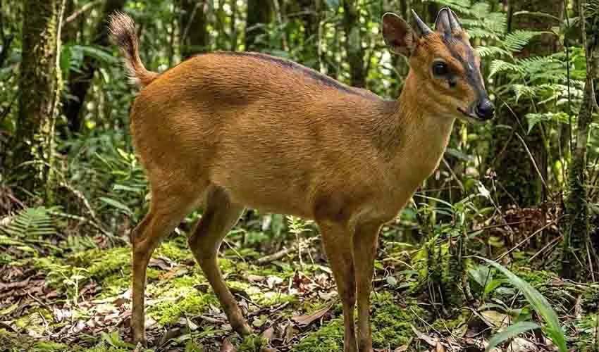 Ogilby's Duiker Hunting