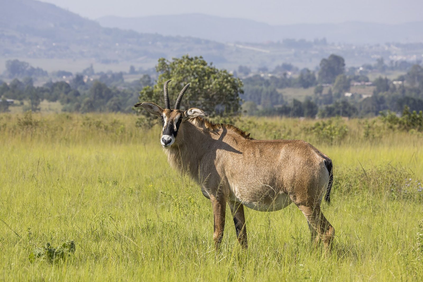 Foto di Antilope roana