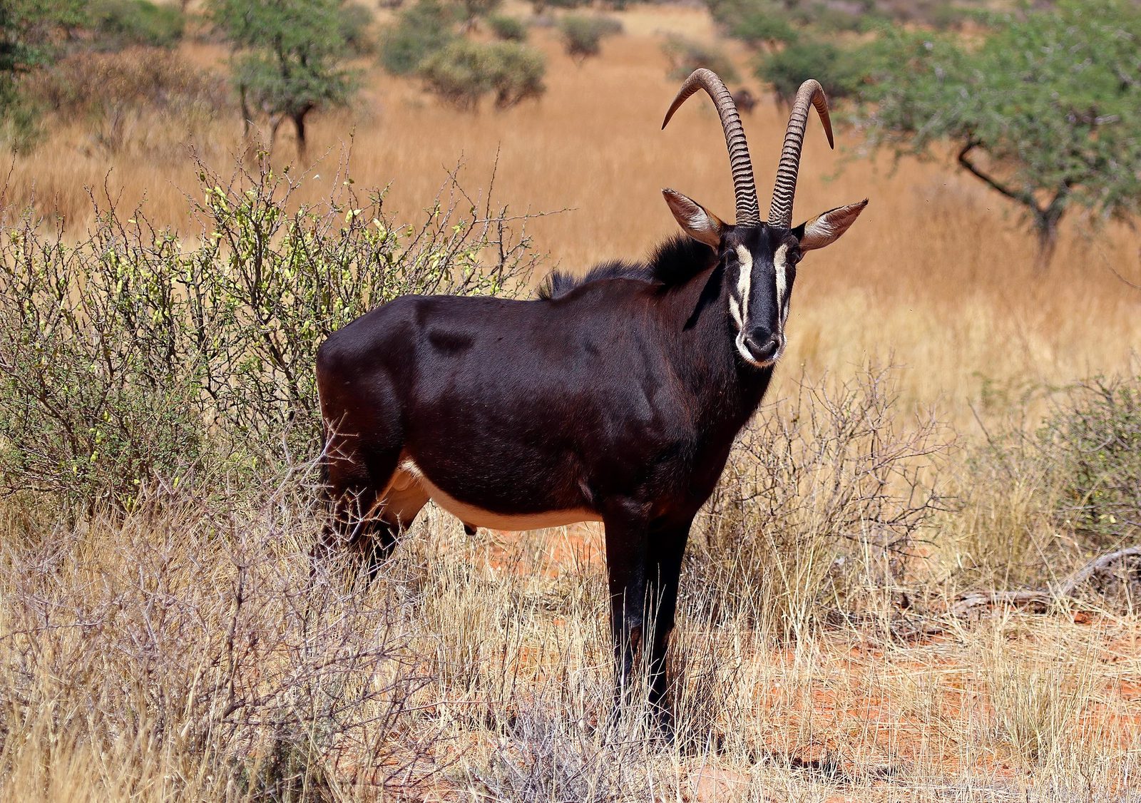 Foto af Sabelantilope