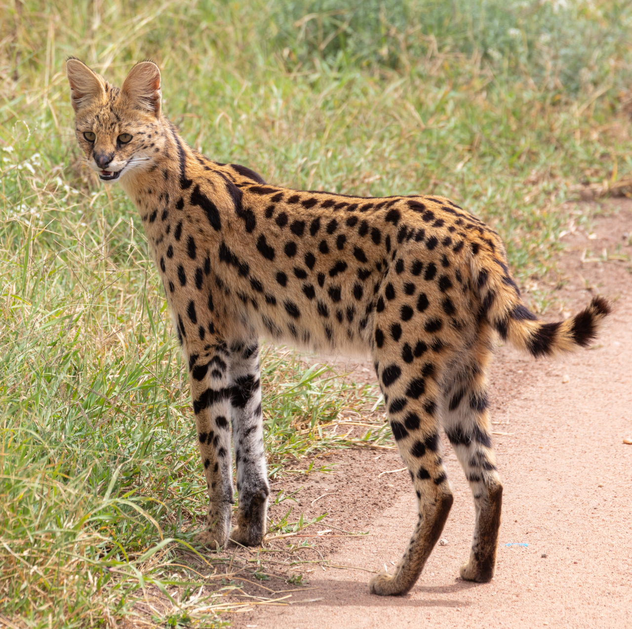 Photo of Serval