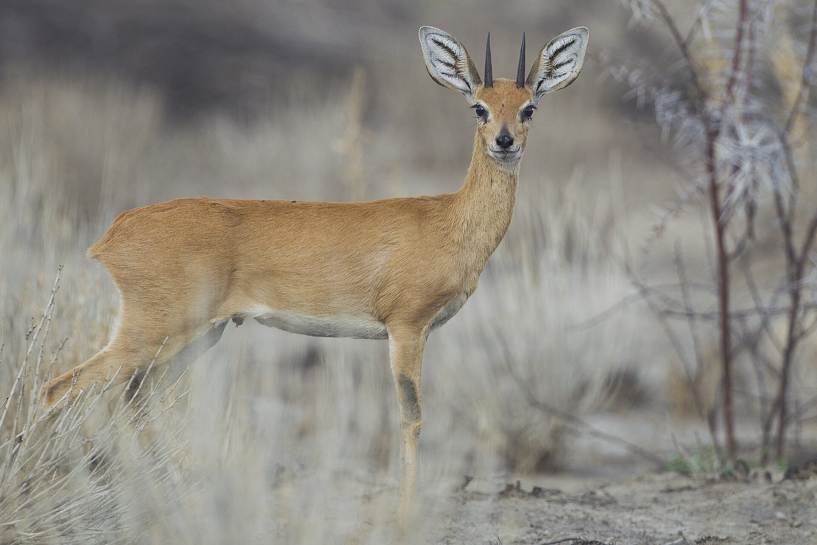 Photo of Steenbok