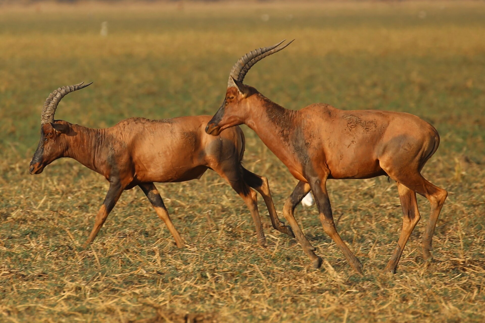 Tiang (Damaliscus lunatus tiang) hunting species photo