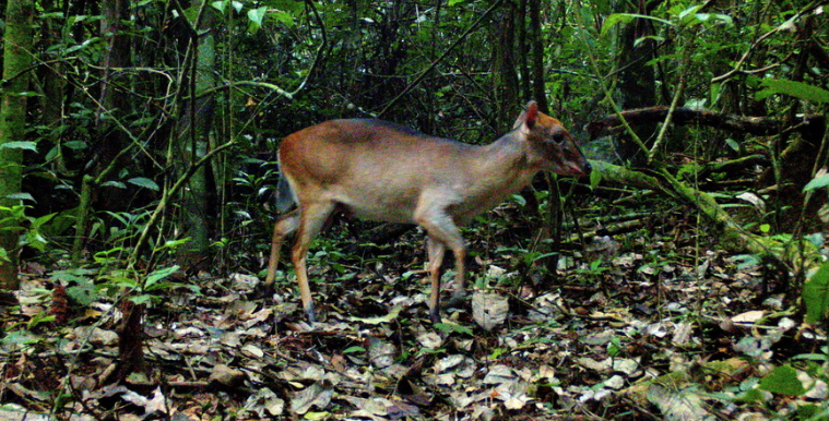 White Bellied Duiker Hunting