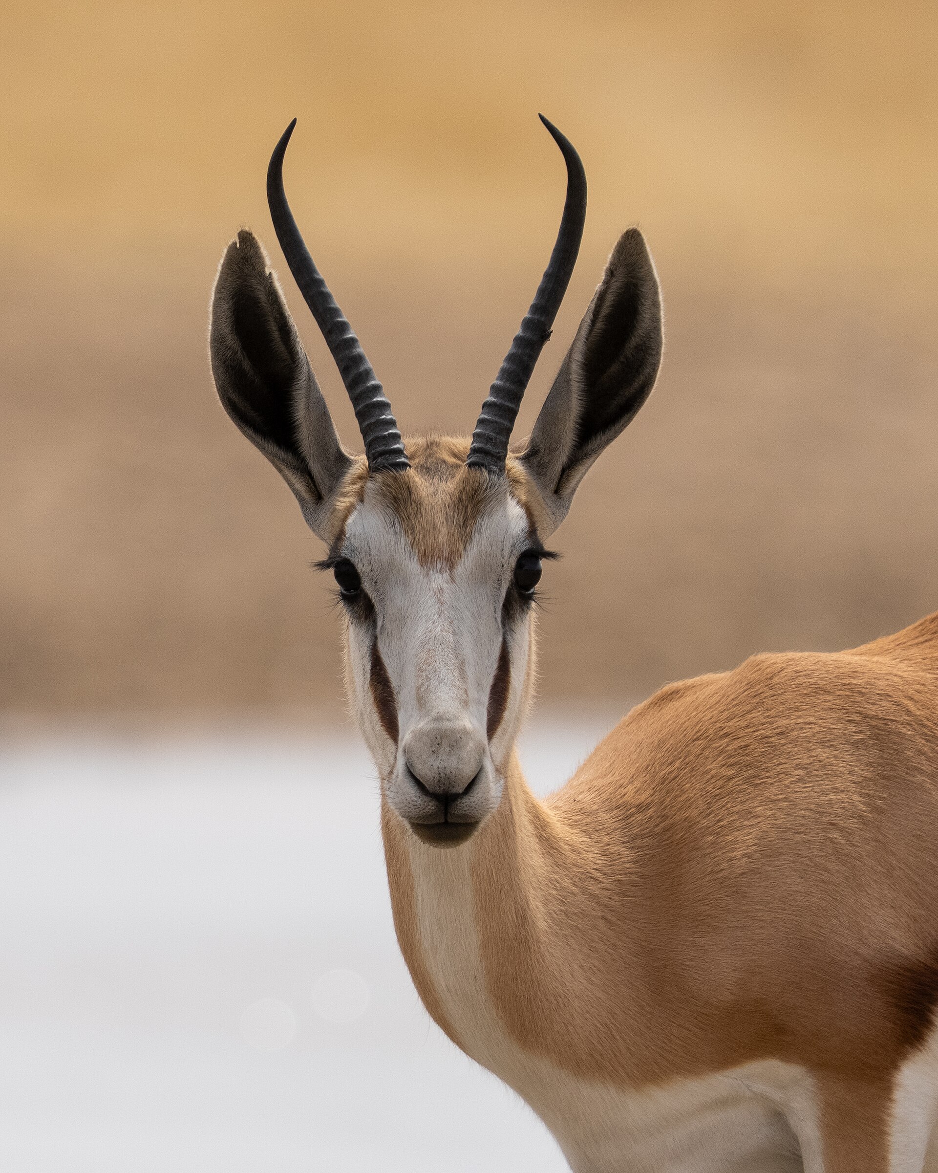 Antidorcas marsupialis - 2025-9 — Cunene Arid Plains — 8 Days, Angola hunt package