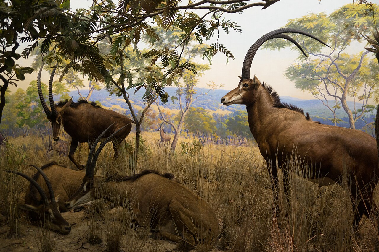 Giant Sable in habitat — Angola Giant Sable Quest — 14 Days, Angola hunt package