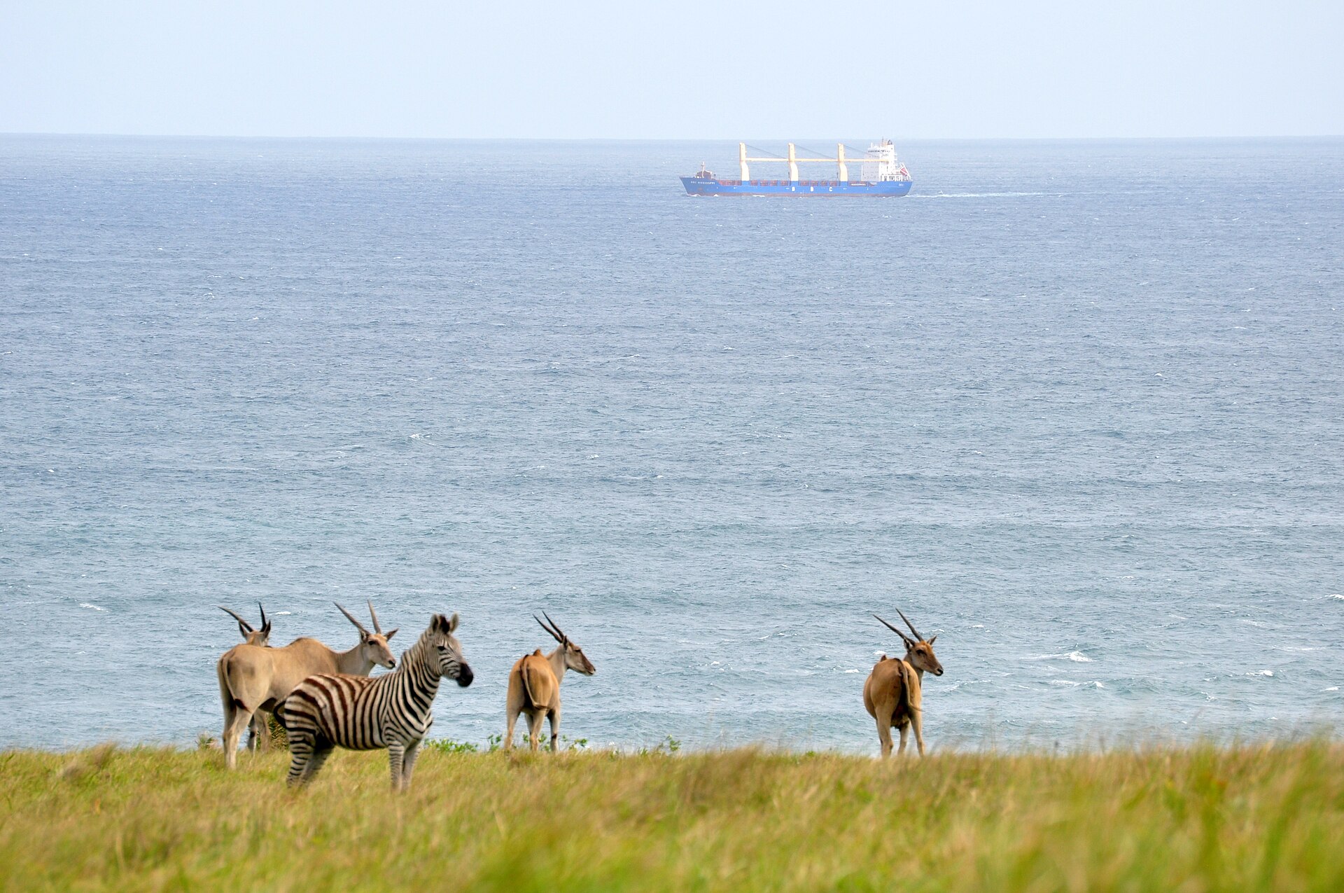 Cargo ship and african wildlife — Huíla Highland Plains — 8 Days, Angola hunt package