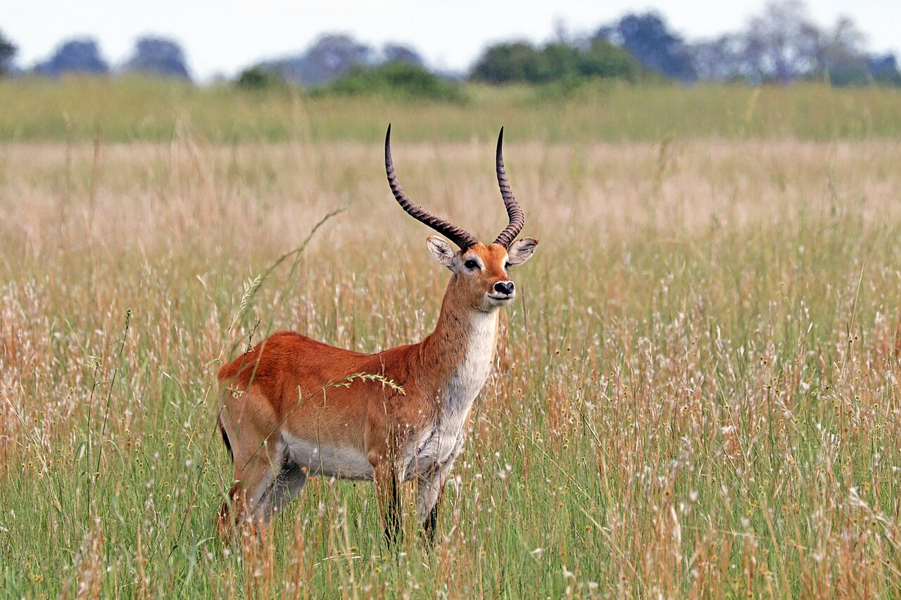 Red Lechwe in habitat — Angola Lechwe — 7 Days, Angola hunt package