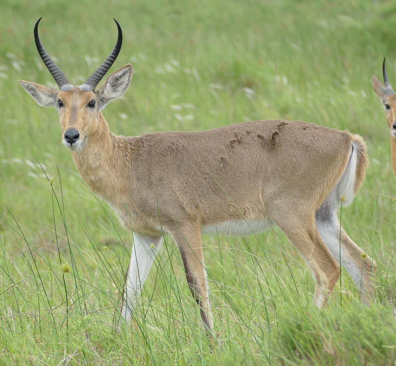 Reedbuck in habitat — Angola Lechwe — 7 Days, Angola hunt package