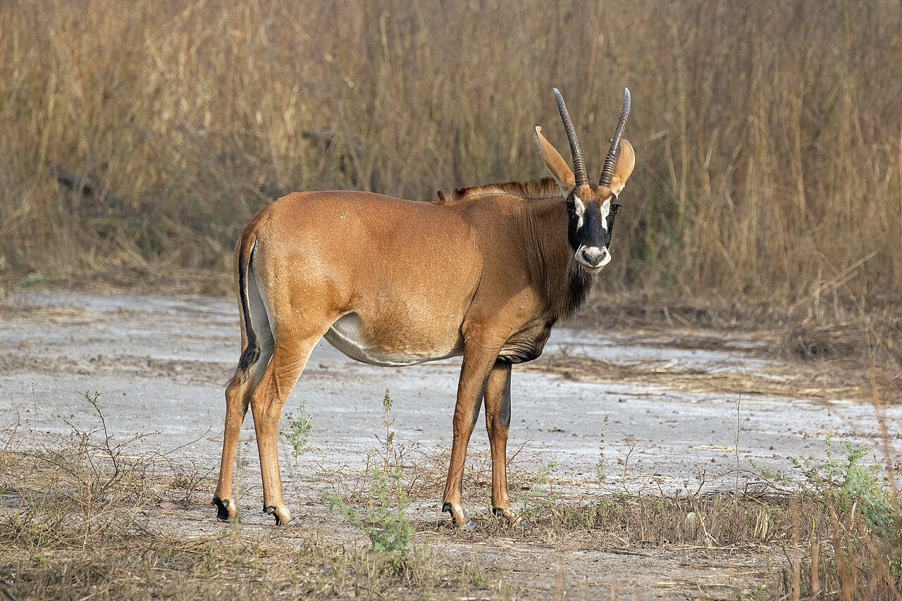Roan Antelope in habitat — Moxico Roan Woodland — 10 Days, Angola hunt package