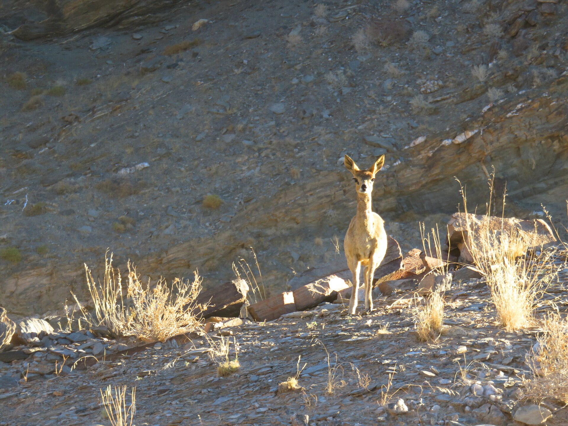 Oreotragus oreotragus ssp. tyleri — Namibe Mountain Zebra — 8 Days, Angola hunt package