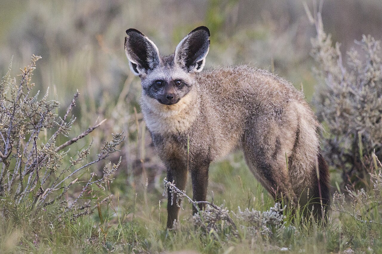 Photo of Bat-Eared Fox