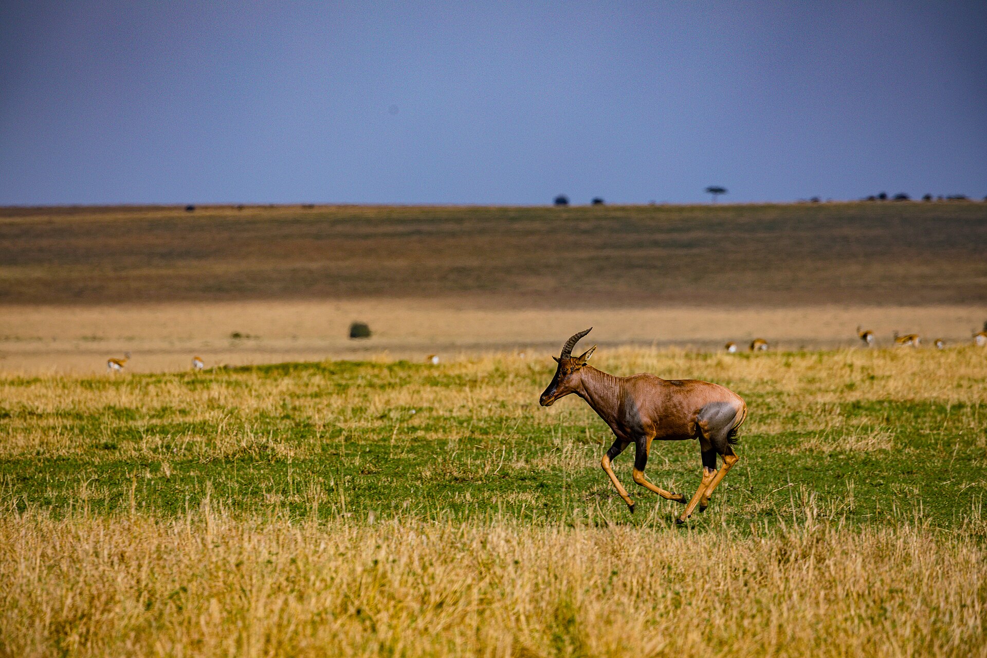 IMAGES-4751 07 — Benin Borgou Plains — 8 Days, Benin hunt package