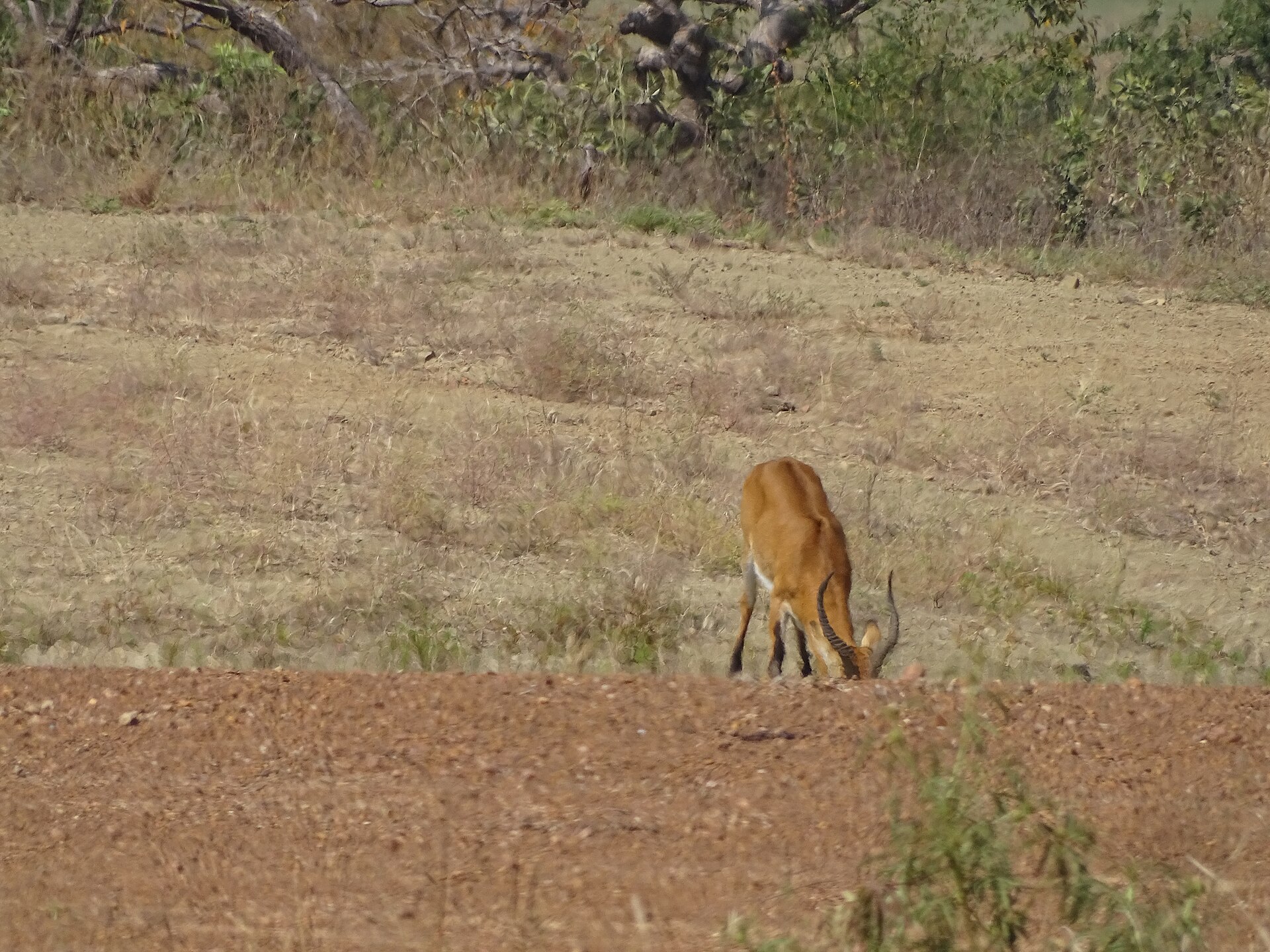 Cob de buffon — Benin Northern Plains — 10 Days, Benin hunt package