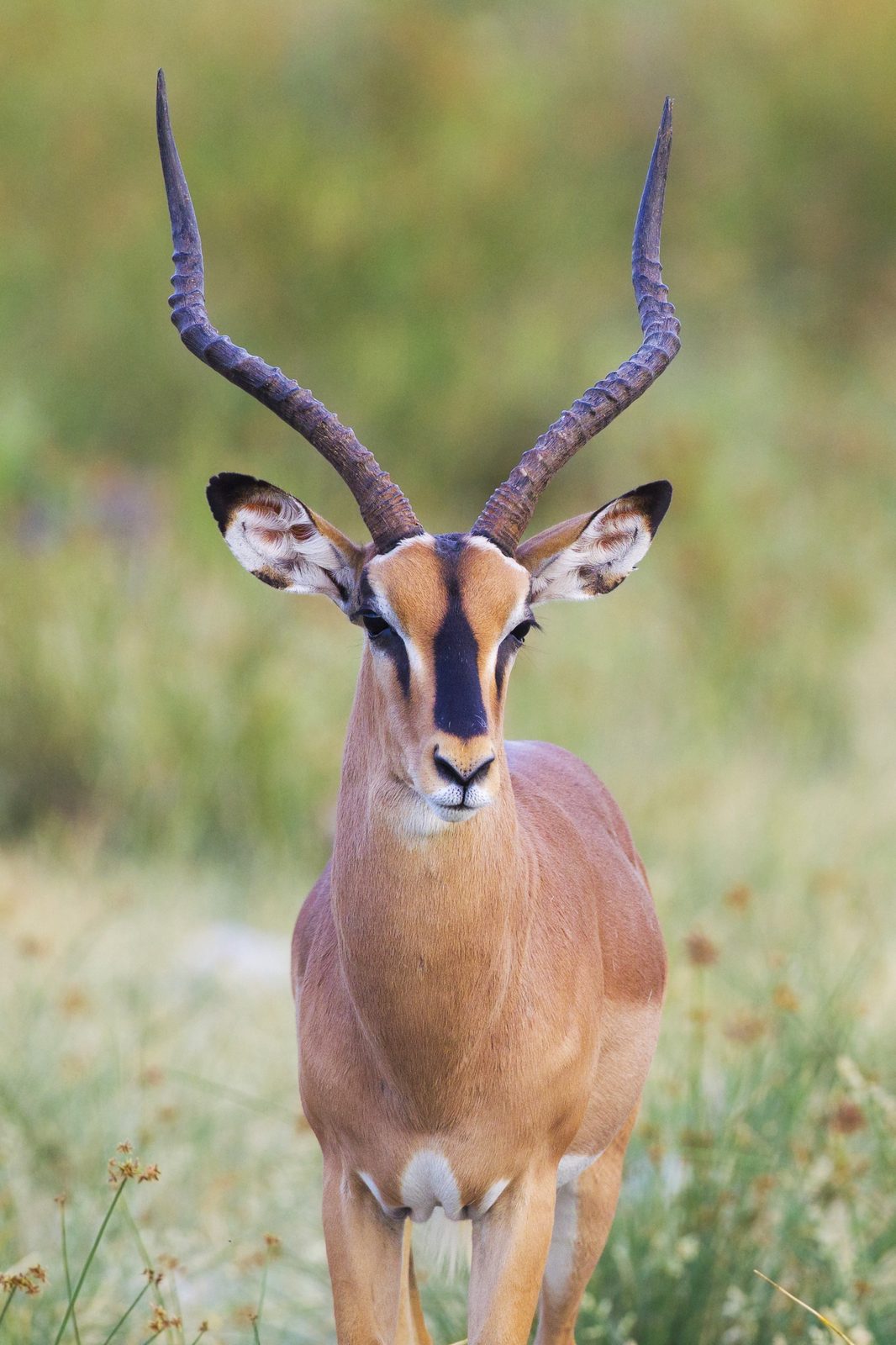 Photo of Black-Faced Impala